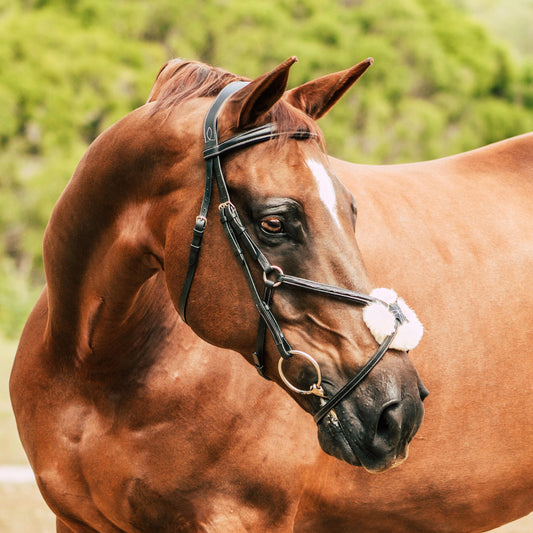 Lumiere Ava Grackle w Sheepskin Bridle - EQ Saddlery