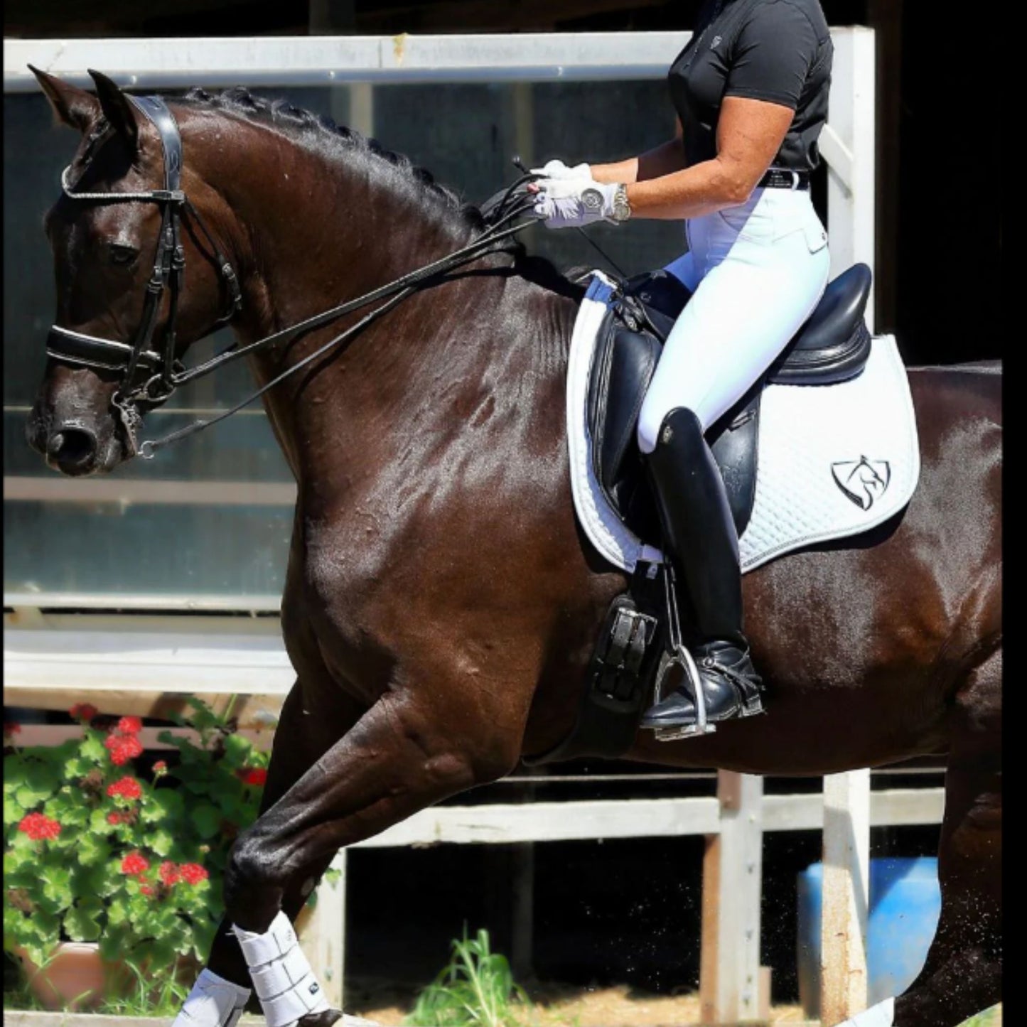BARE Ladies Sculpt Breeches