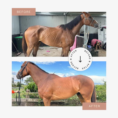 CuraHorse Protein Booster Pellet - EQ Saddlery