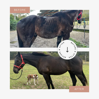 CuraHorse Protein Booster Pellet - EQ Saddlery
