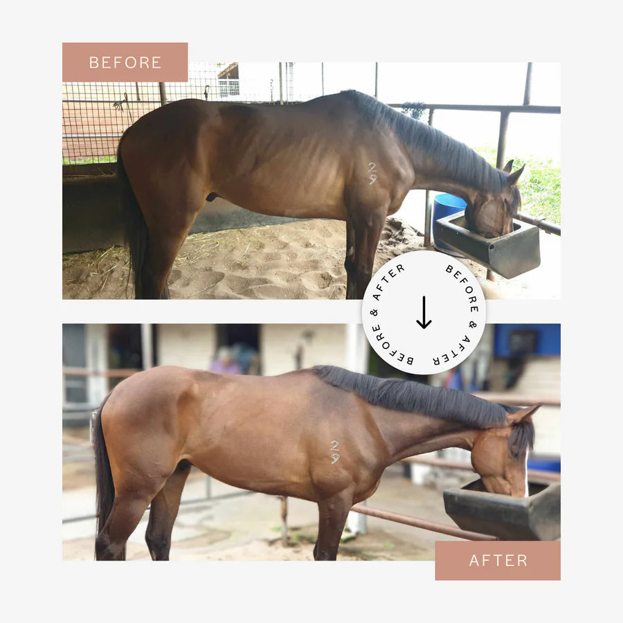 CuraHorse Protein Booster Pellet - EQ Saddlery
