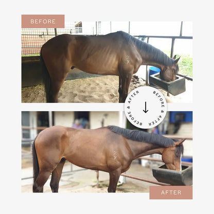 CuraHorse Protein Booster Pellet - EQ Saddlery