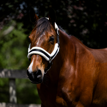 Devon Fleece Lined Halter - EQ Saddlery