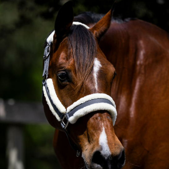 Devon Fleece Lined Halter - EQ Saddlery