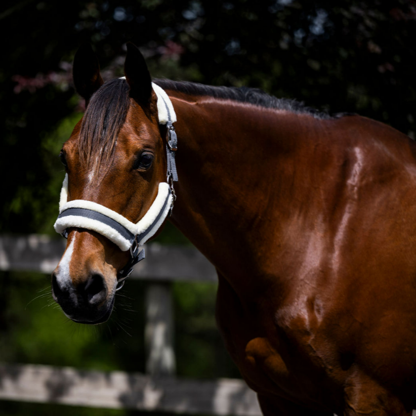 Devon Fleece Lined Halter - EQ Saddlery