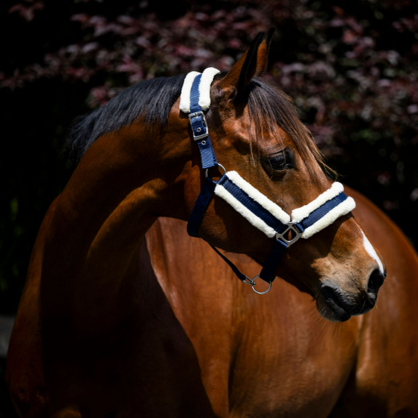 Devon Fleece Lined Halter - EQ Saddlery