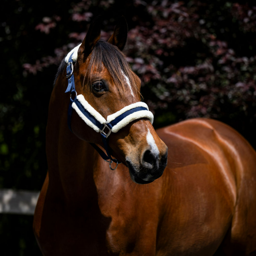 Devon Fleece Lined Halter - EQ Saddlery