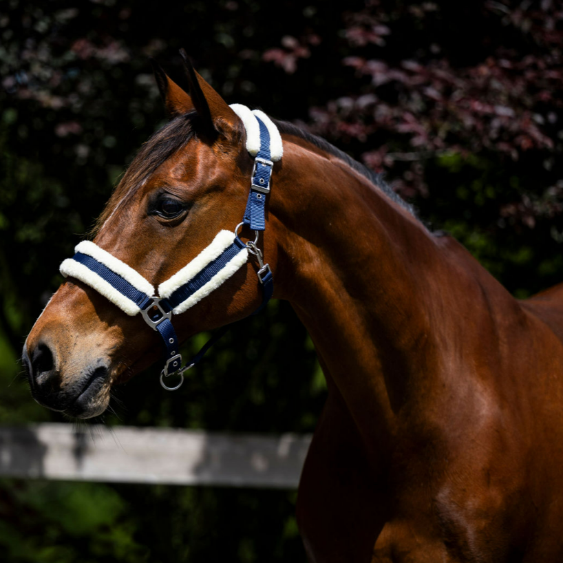 Devon Fleece Lined Halter - EQ Saddlery