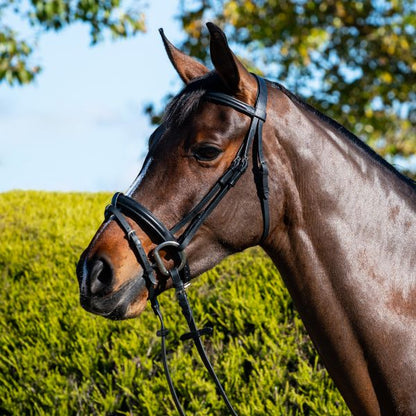 Devon Hanoverian Bridle