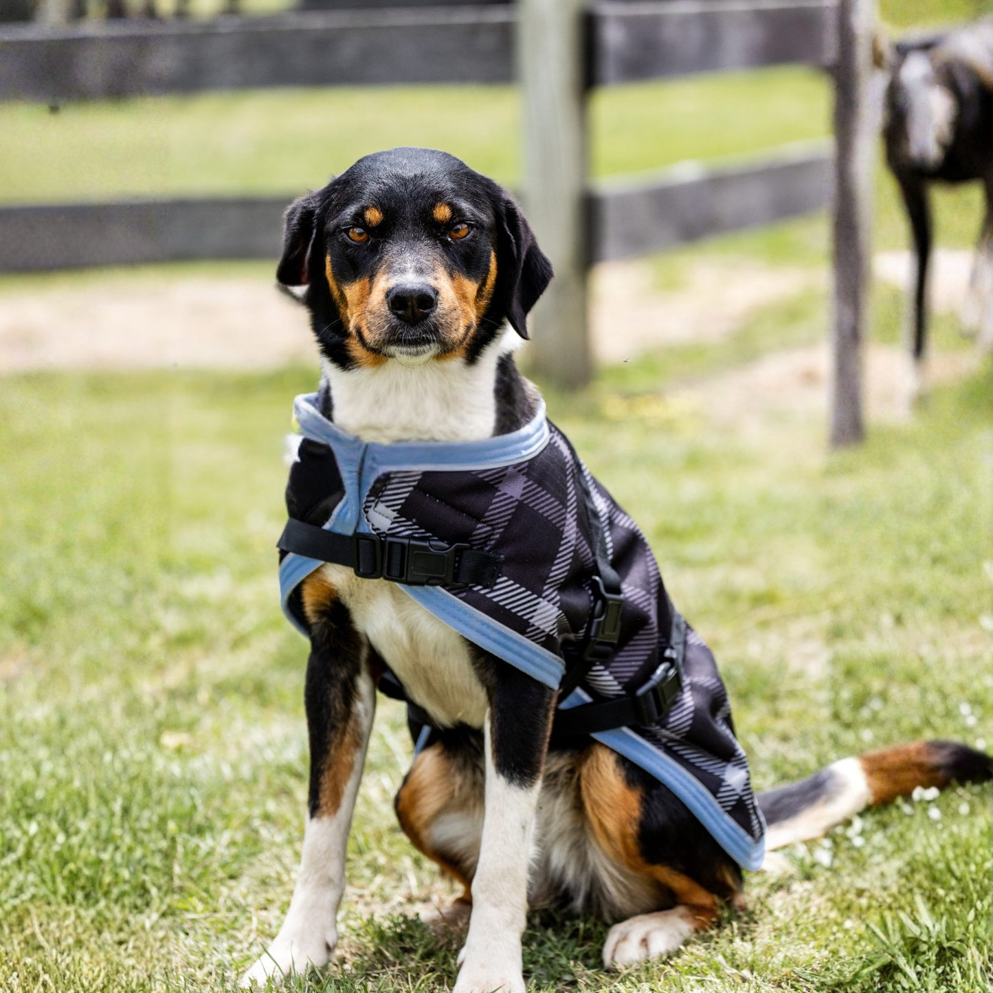 EQ Armour 1200D Dog Rug