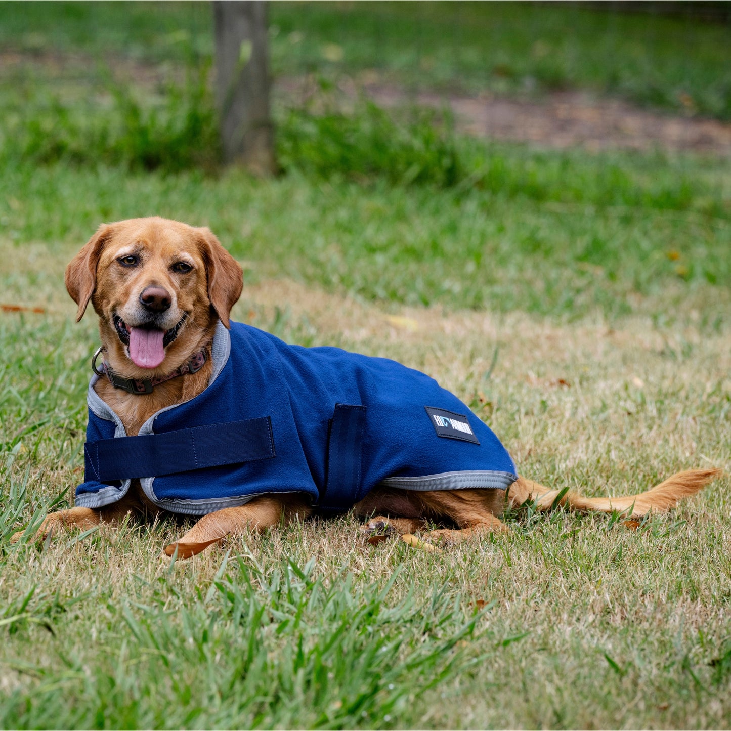 EQ Armour Fleece Dog Rug - EQ Saddlery