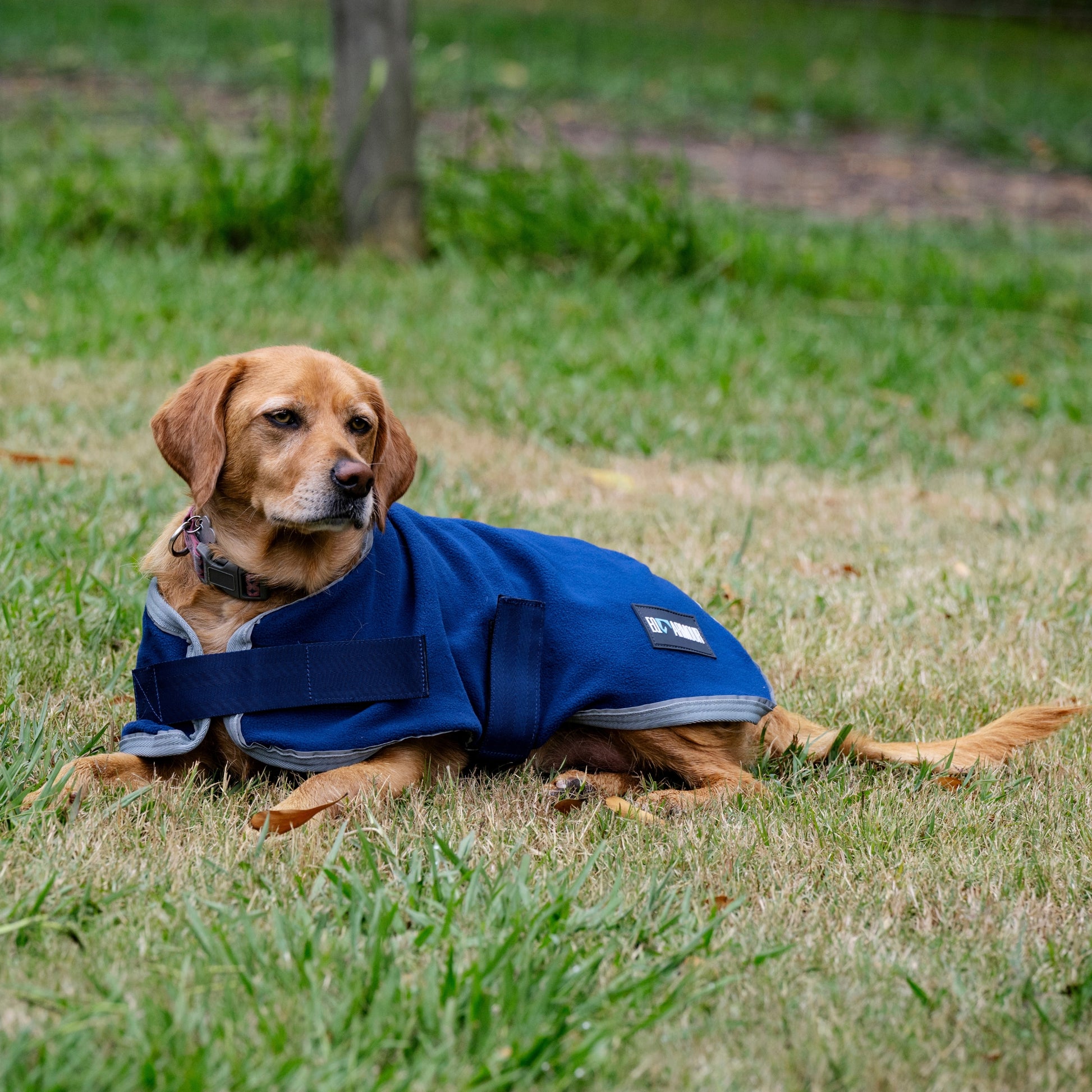 EQ Armour Fleece Dog Rug - EQ Saddlery