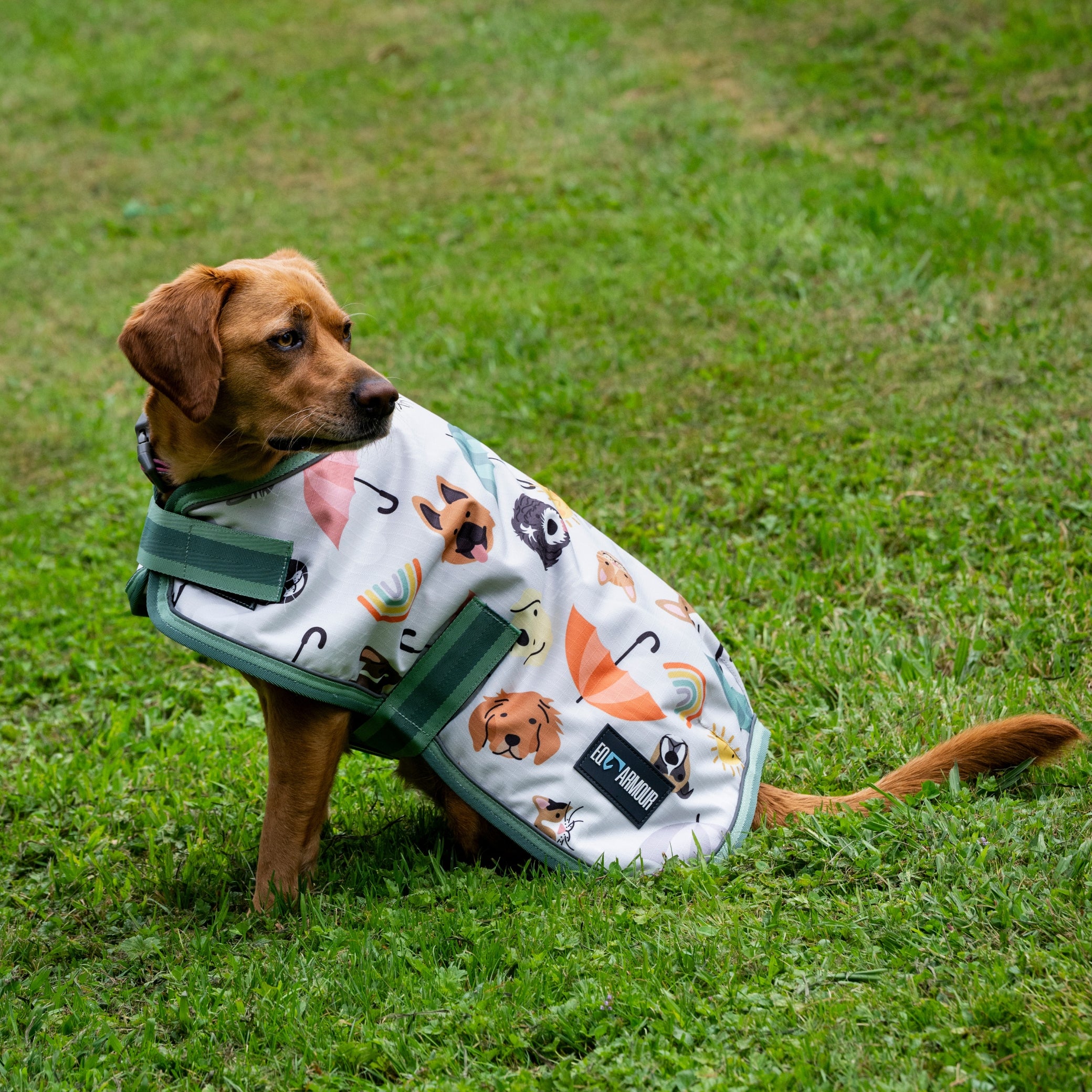 EQ Armour 600D Dog Rug – EQ Saddlery