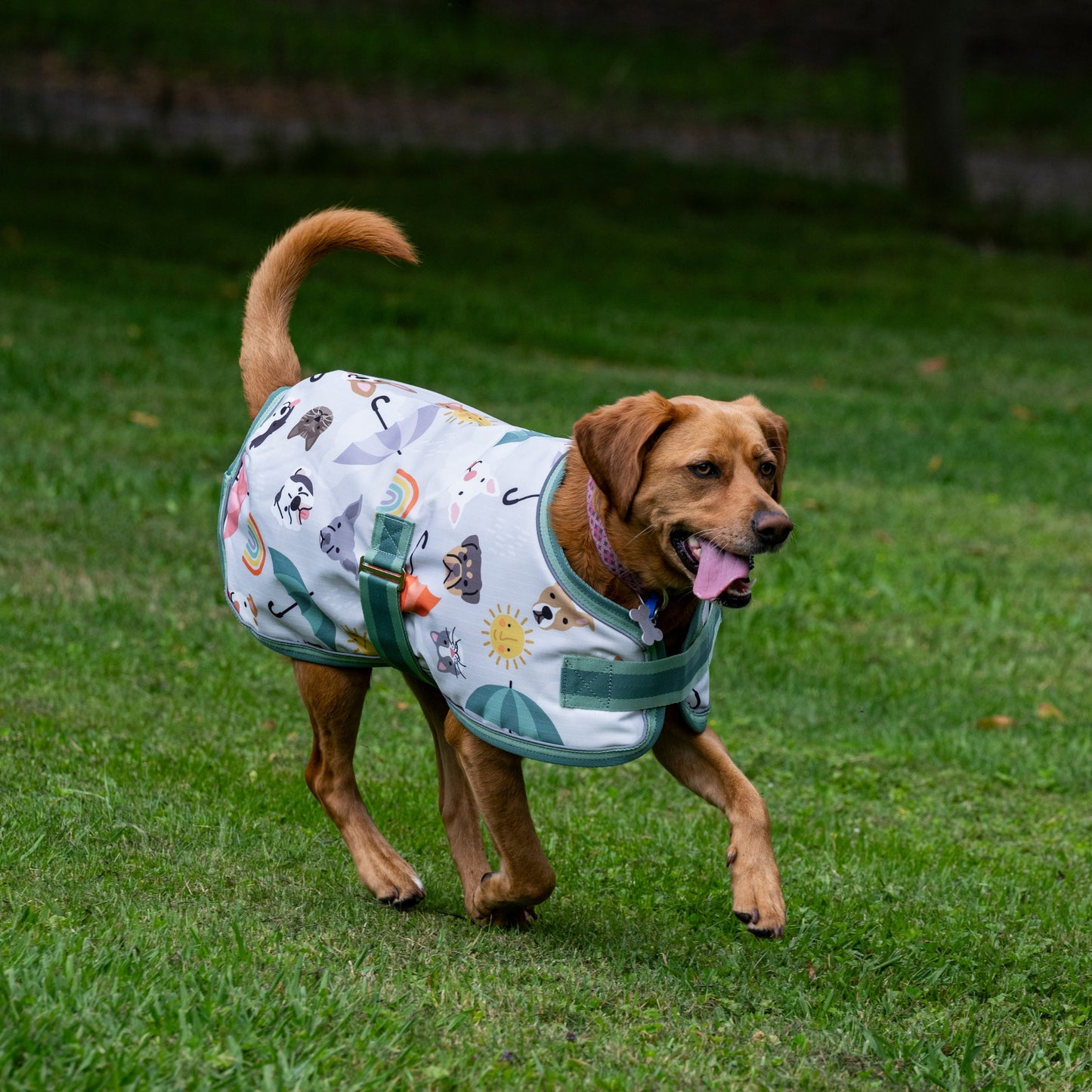 EQ Armour 600D Dog Rug