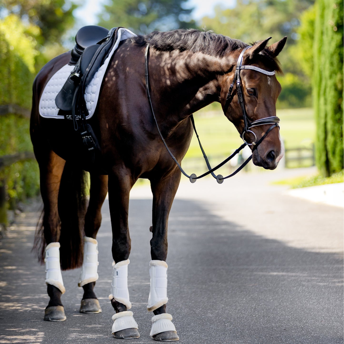 Devon Crystal Bridle