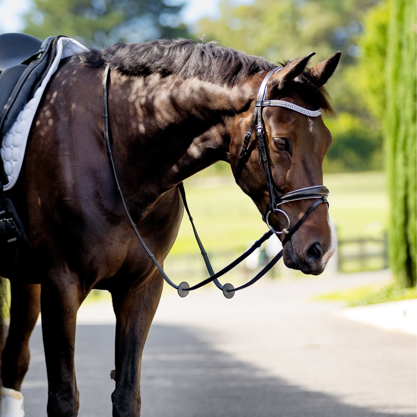 Devon Crystal Bridle