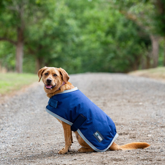 EQ Armour 600D Dog Rug - EQ Saddlery