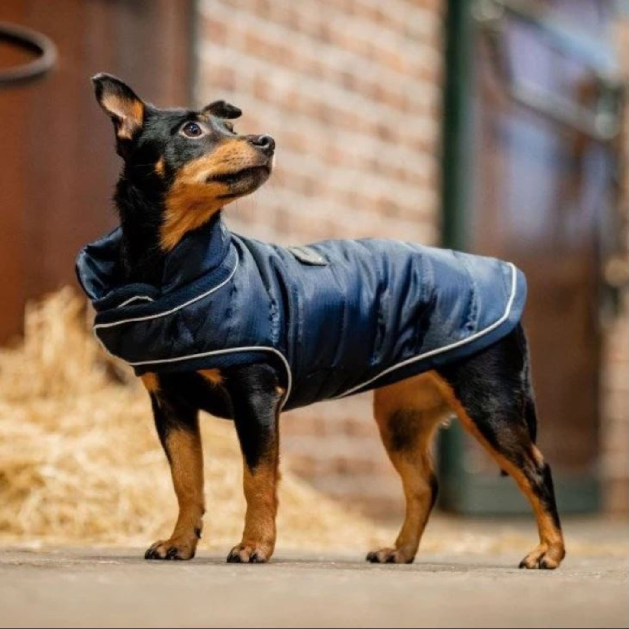 Horseware Signature Dog Rug – EQ Saddlery