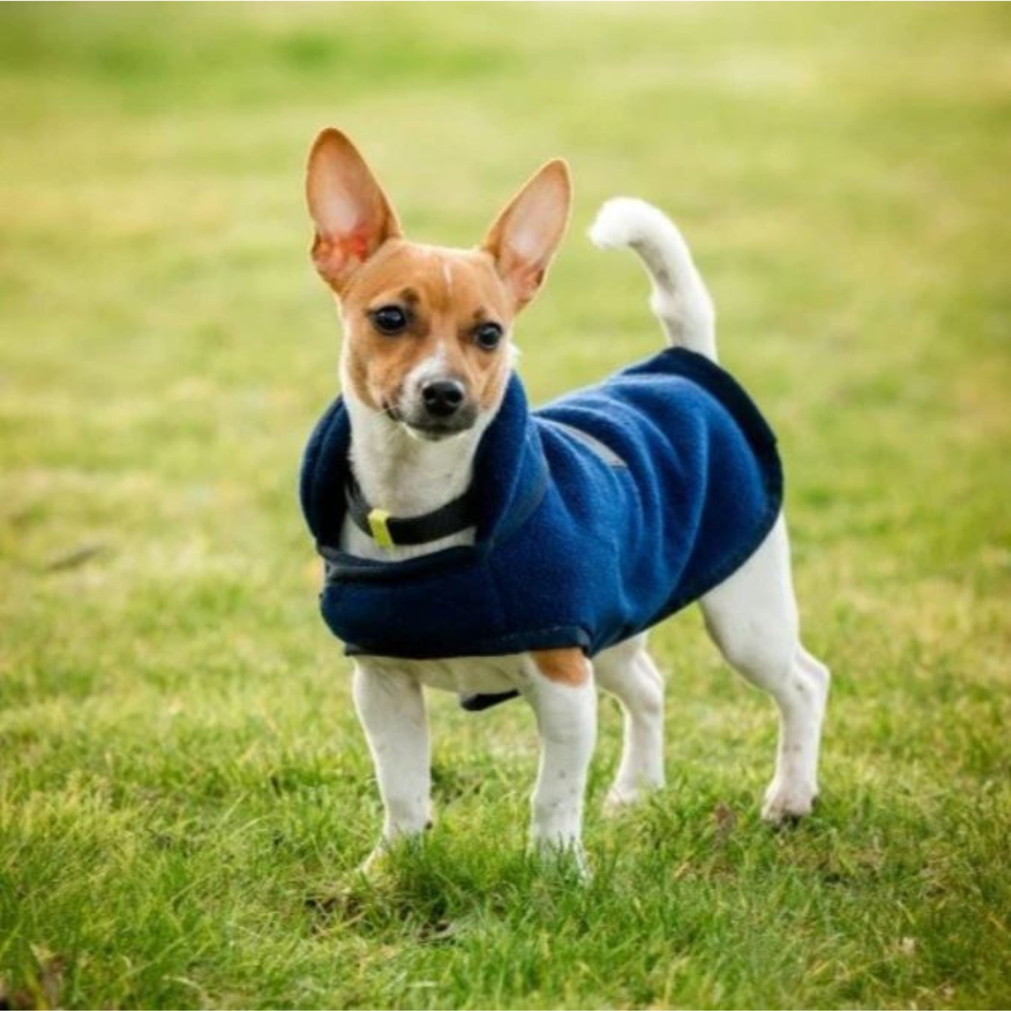 Horseware Signature Fleece Dog Rug – EQ Saddlery