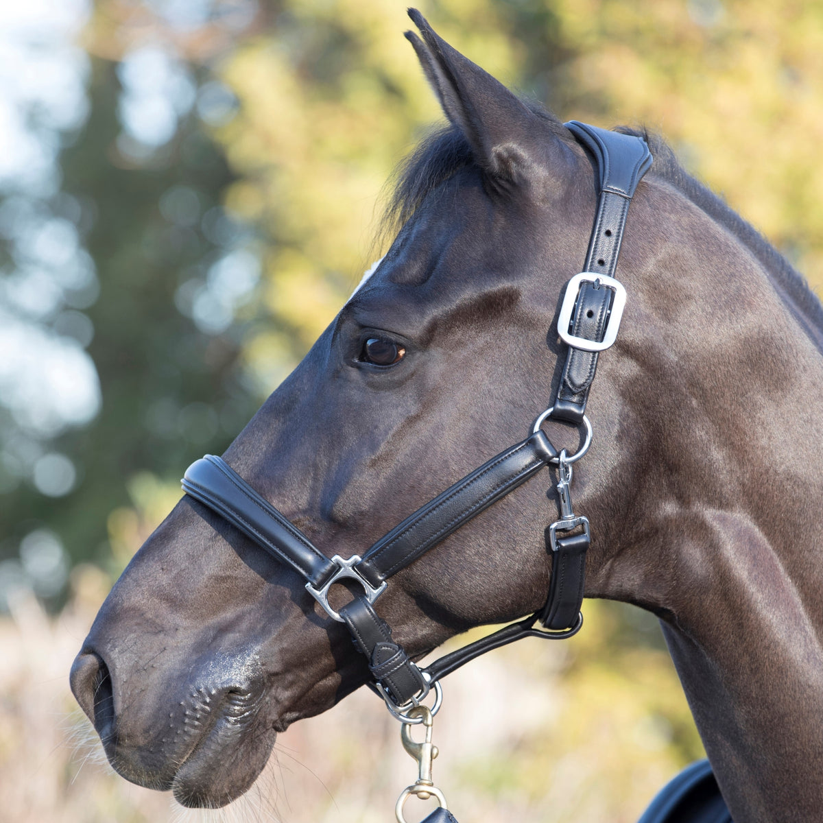 LeMieux Anatomic Headcollar