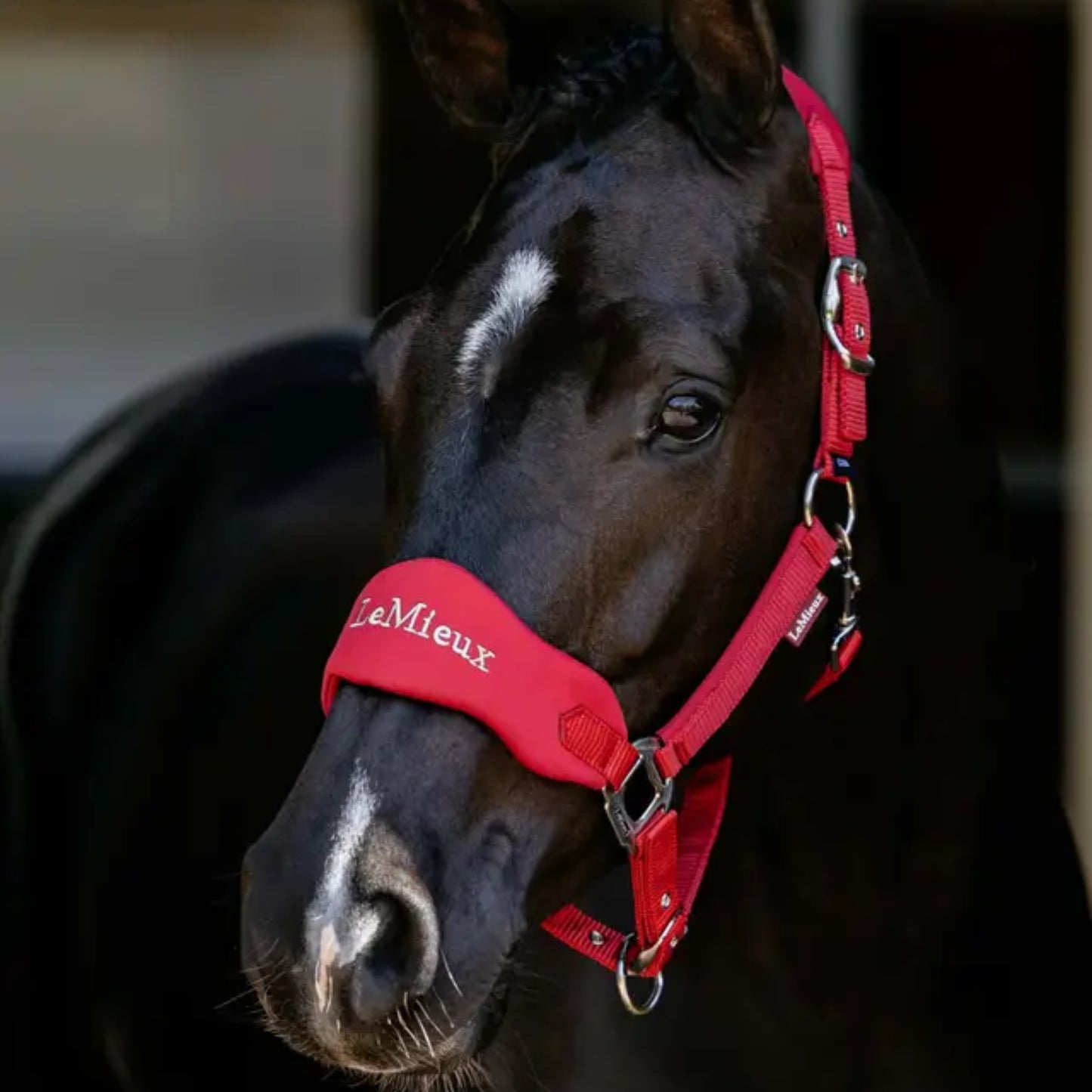 LeMieux Breakaway Vogue Headcollar
