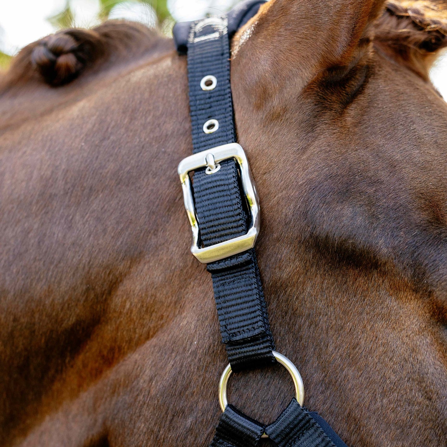 LeMieux Breakaway Vogue Headcollar