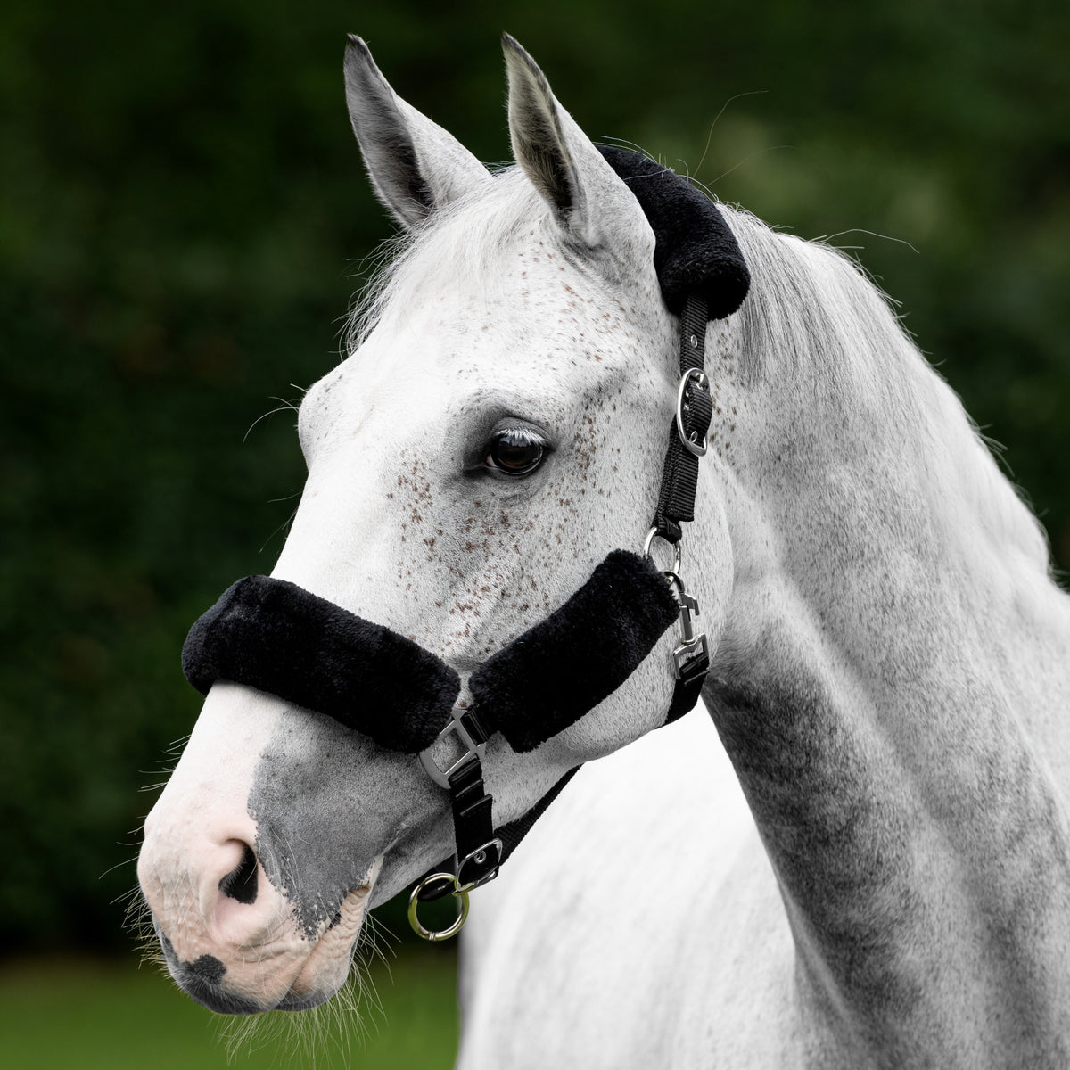 LeMieux Comfort Headcollar