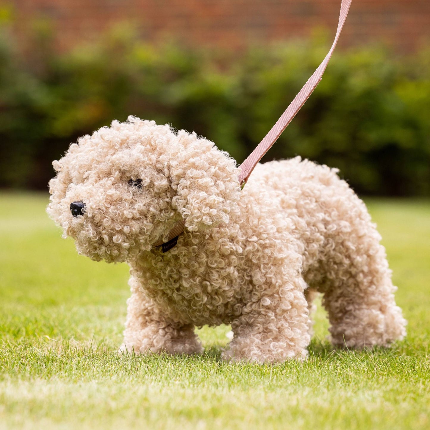 LeMieux Toy Dog Cockapoo - EQ Saddlery