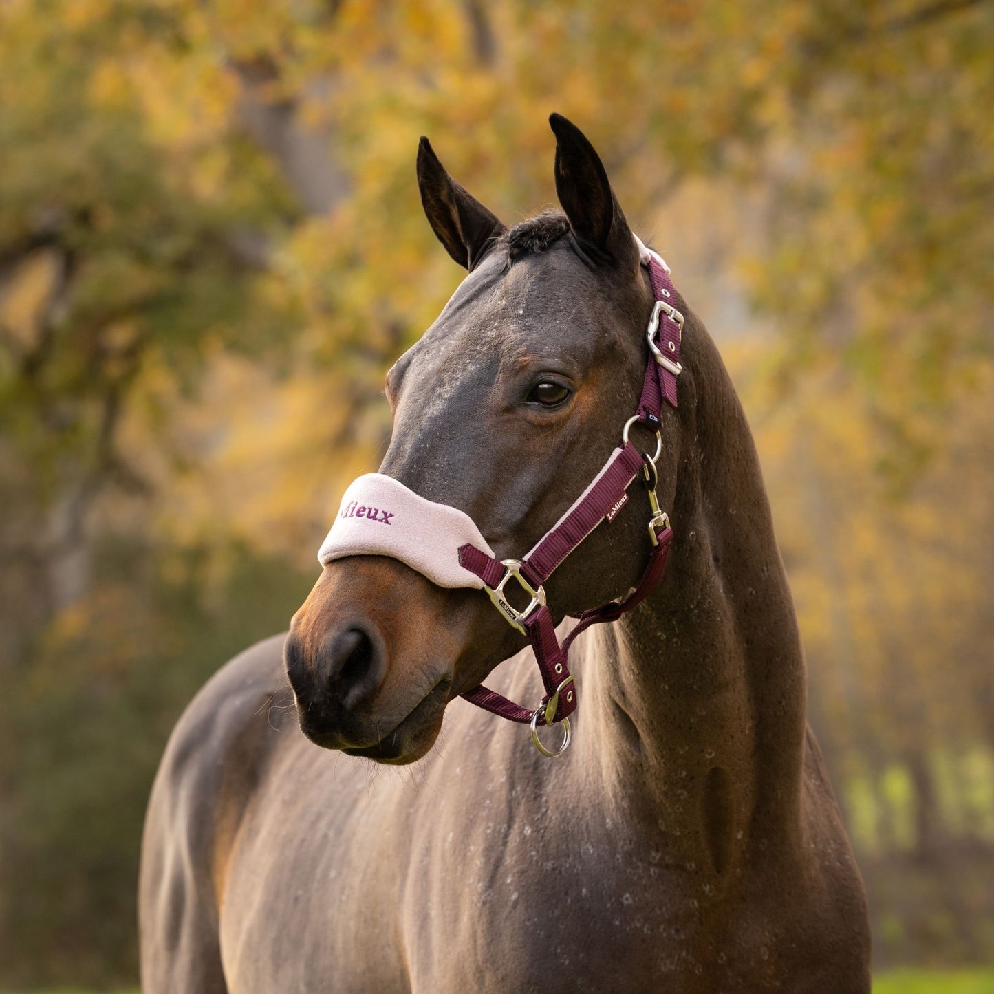 LeMieux Vogue Headcollar and Leadrope