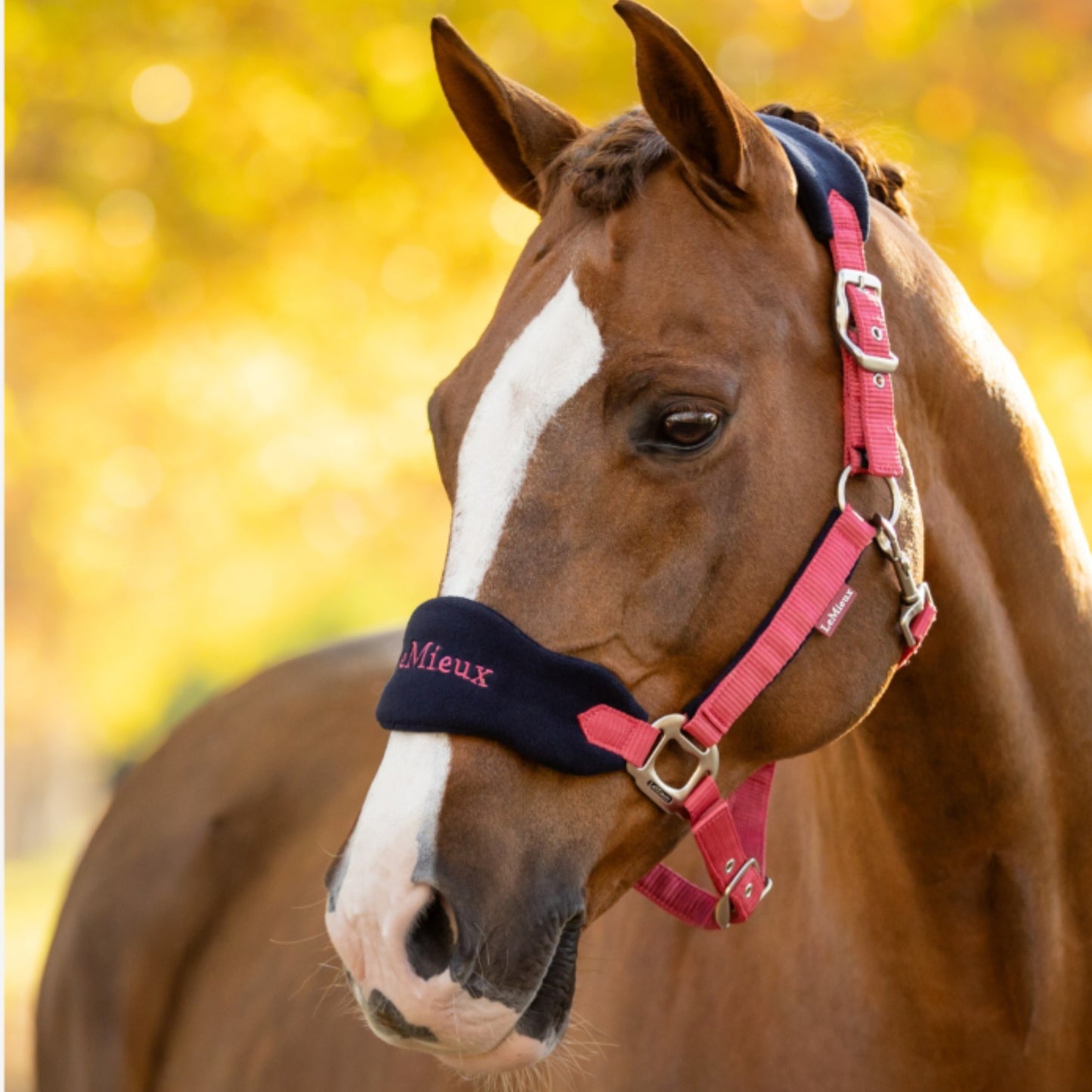 LeMiuex Vogue Headcollar and Leadrope