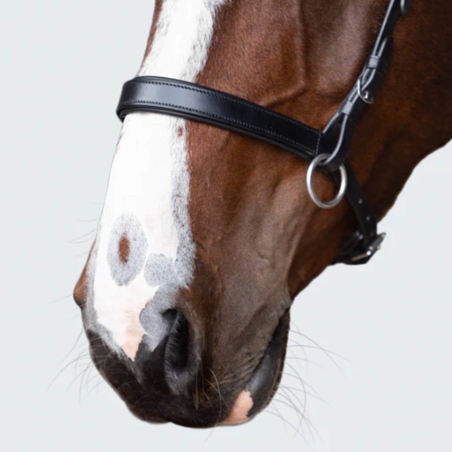 Lumiere Seline Bitless Bridle - EQ Saddlery