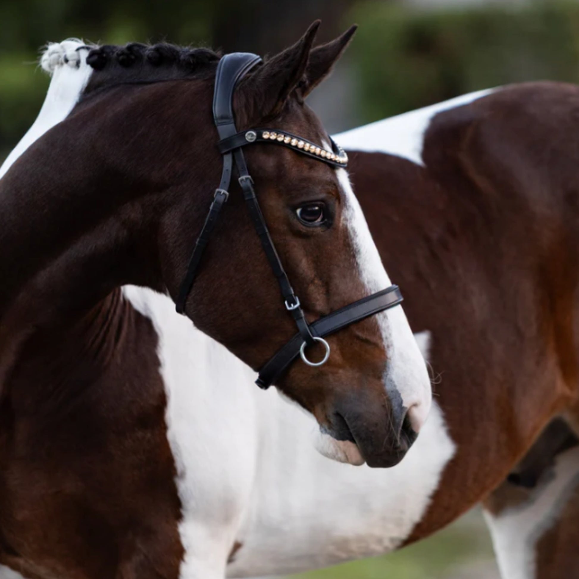 Lumiere Seline Bitless Bridle - EQ Saddlery