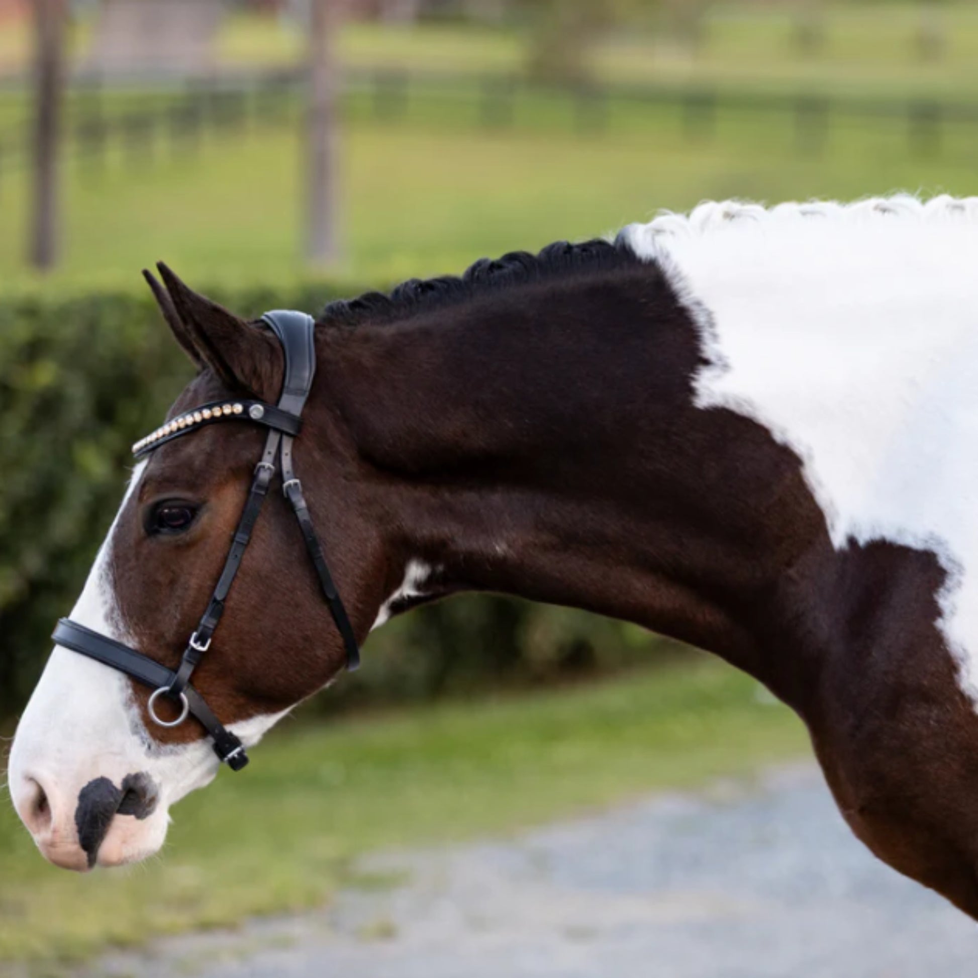 Lumiere Seline Bitless Bridle - EQ Saddlery