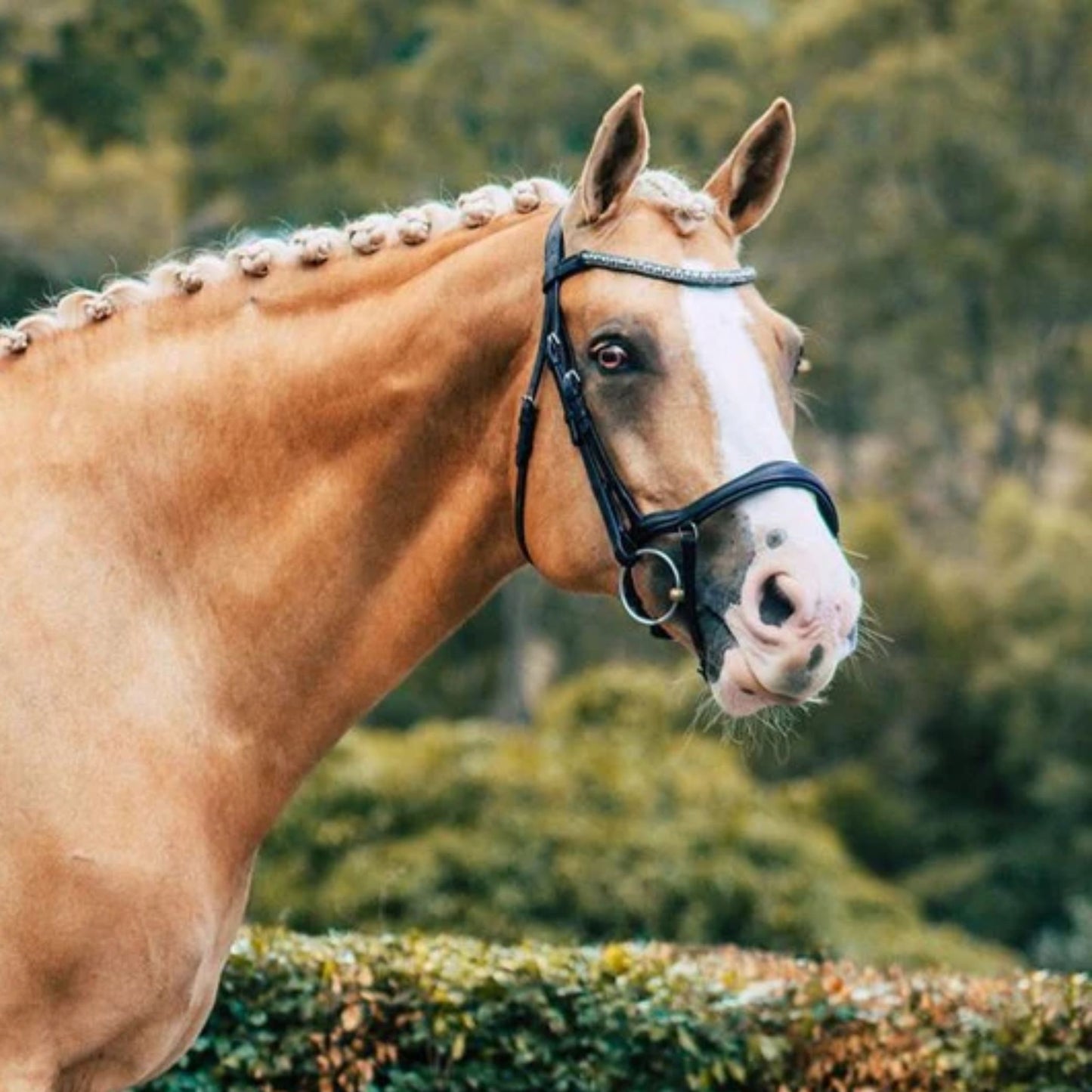 Lumiere Mila Anatomic Bridle