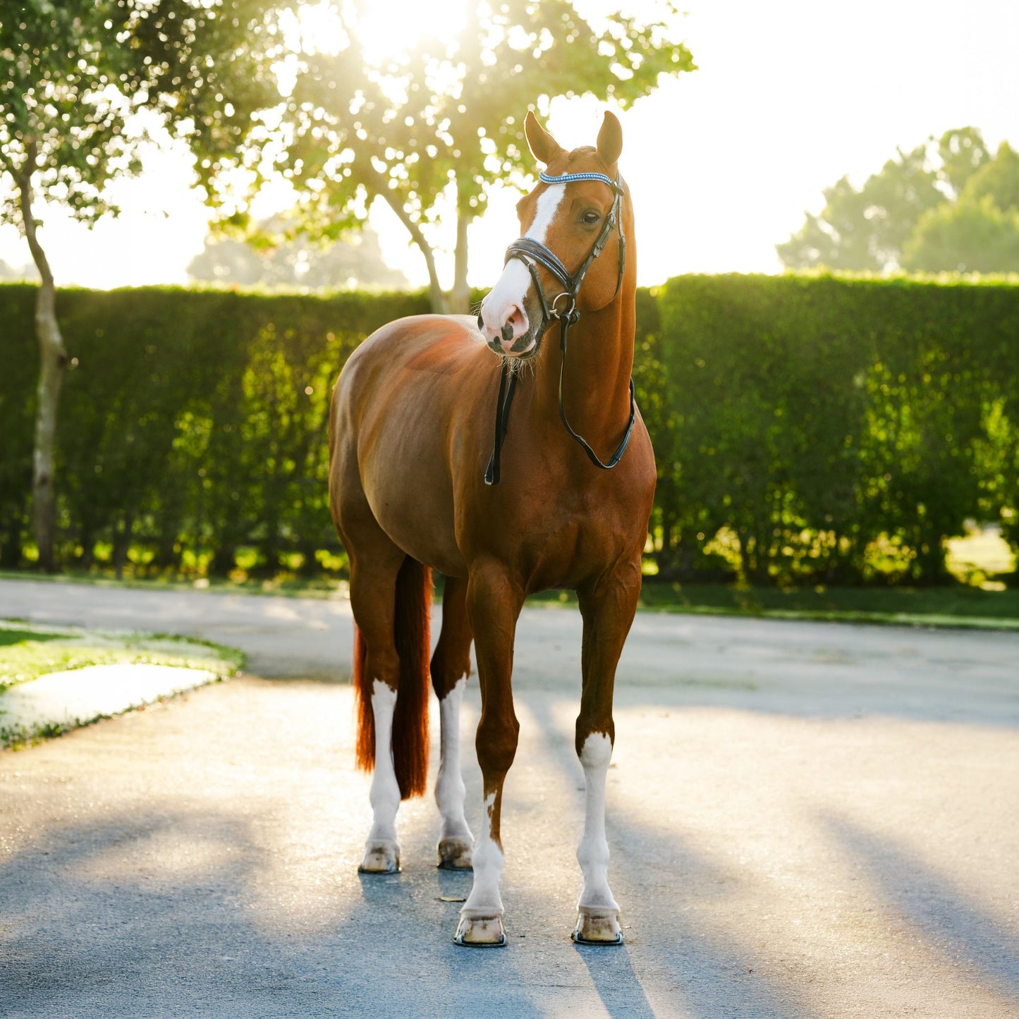 Lumiere Paris Hanoverian Bridle