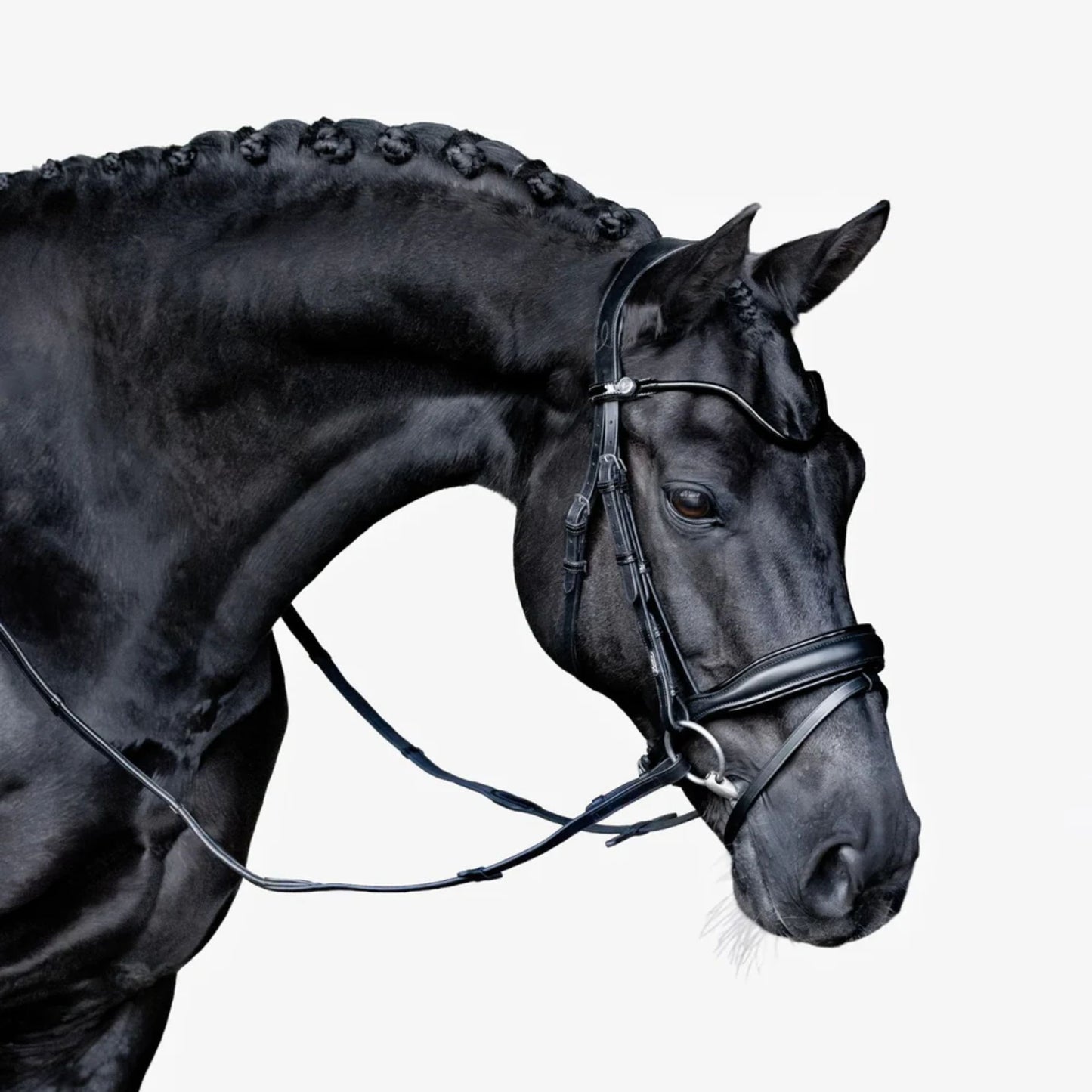 Lumiere Penny Hanoverian Bridle