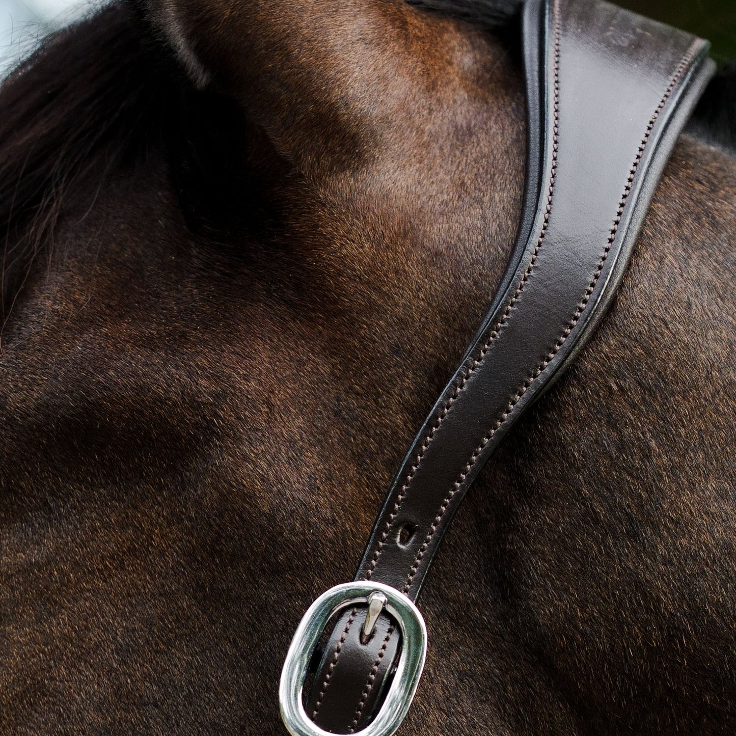 Lumiere Perseus Halter