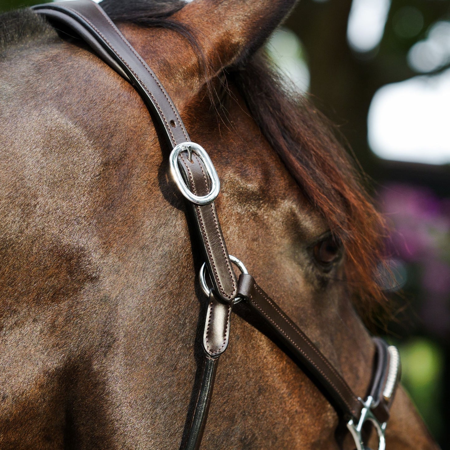 Lumiere Perseus Halter