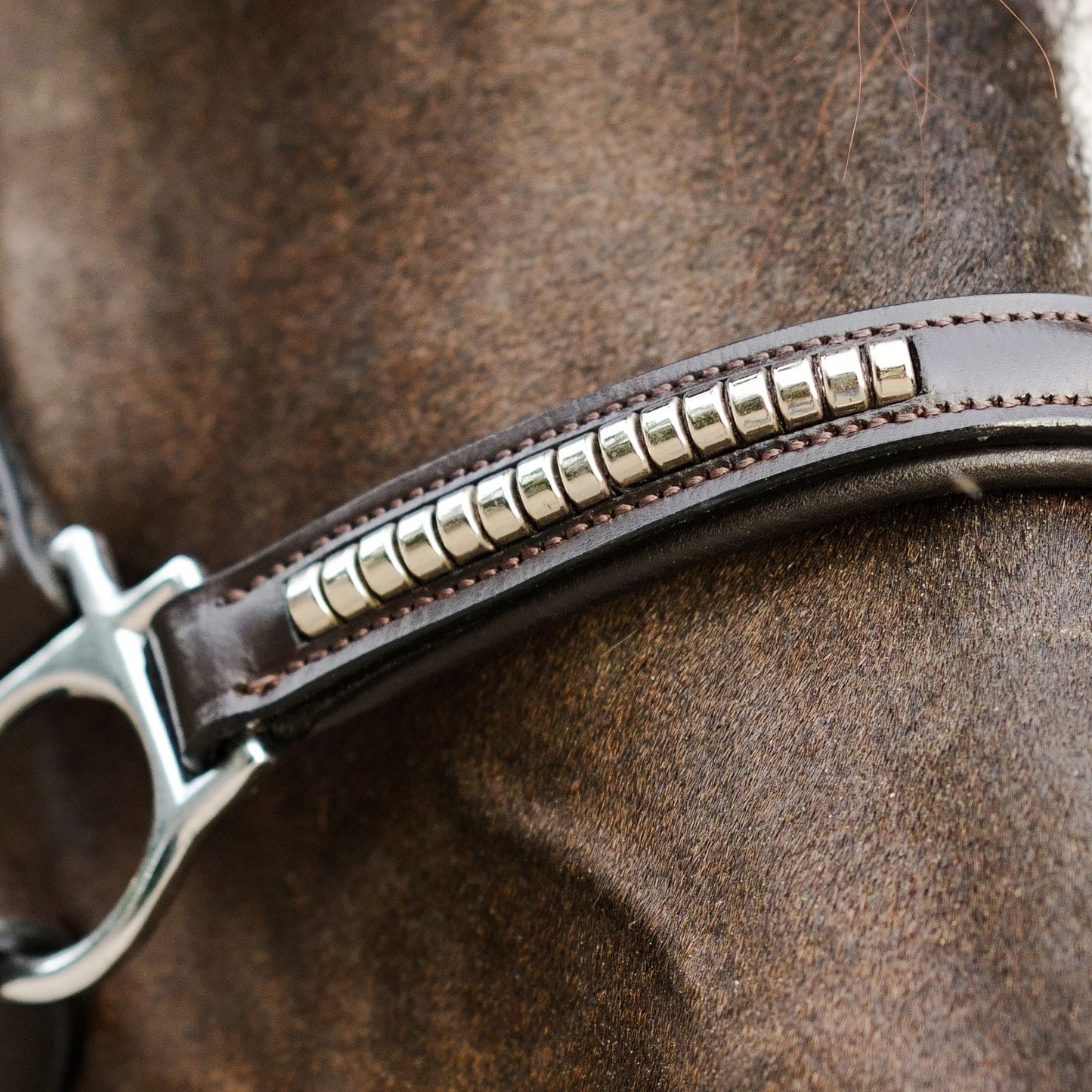 Lumiere Perseus Halter