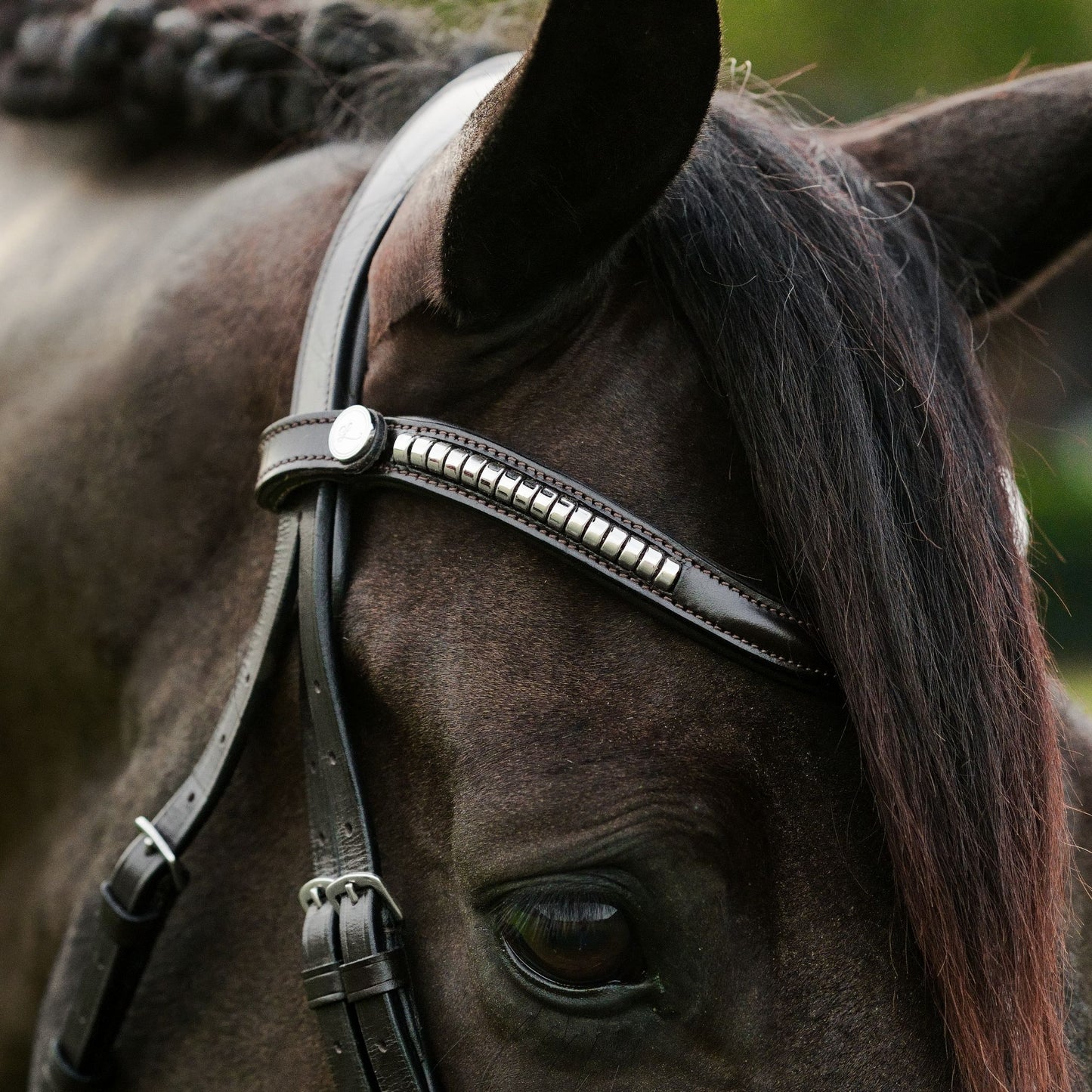 Lumiere Perseus Halter