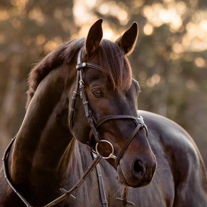 Lumiere Pia Grackle Bridle