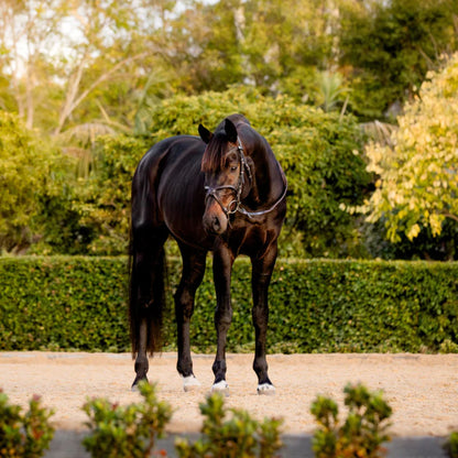 Lumiere Pia Grackle Bridle