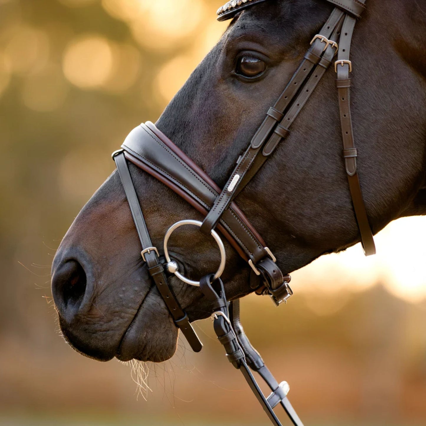 Lumiere Pippa Hanoverian Bridle