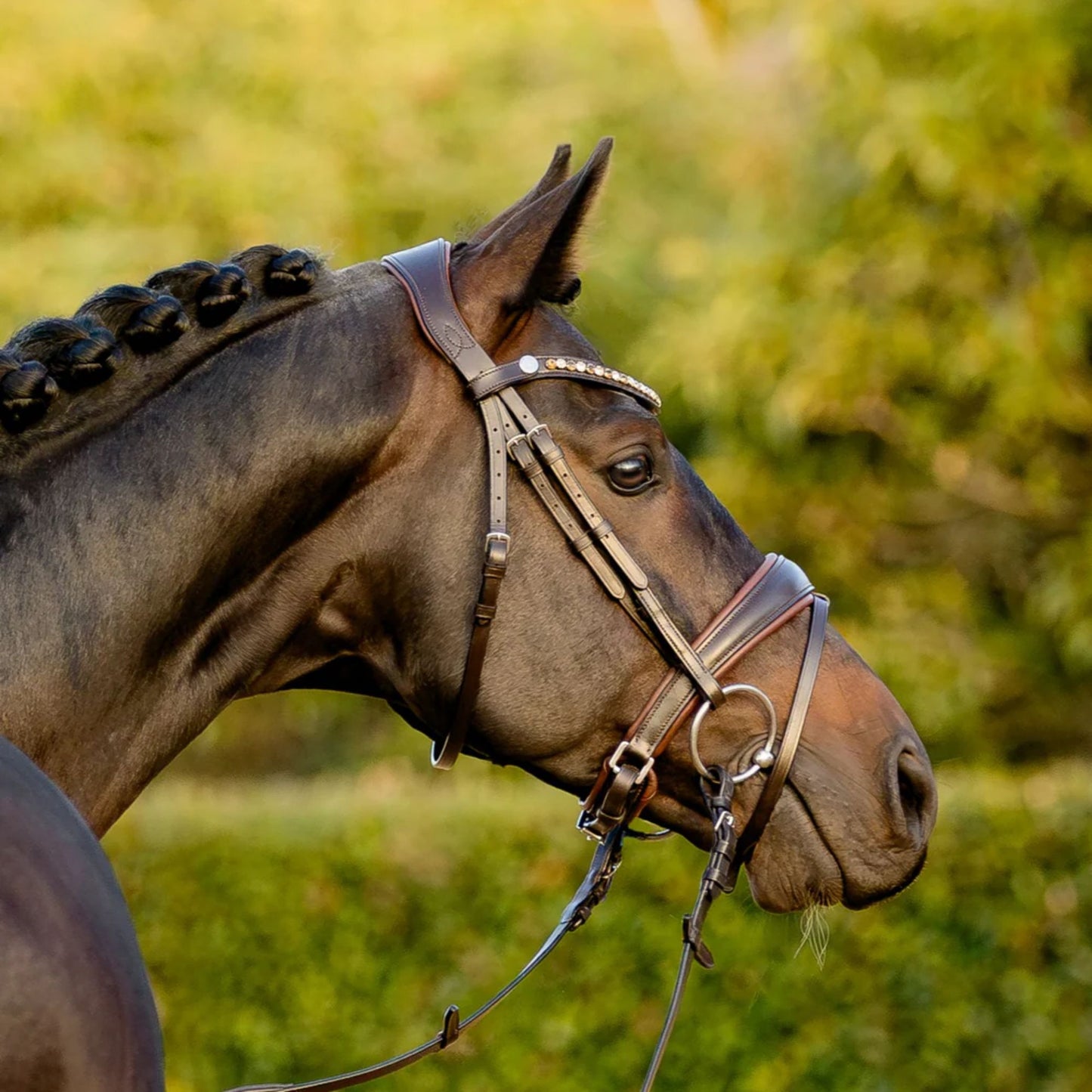 Lumiere Pippa Hanoverian Bridle
