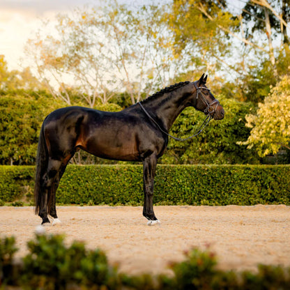 Lumiere Pippa Hanoverian Bridle
