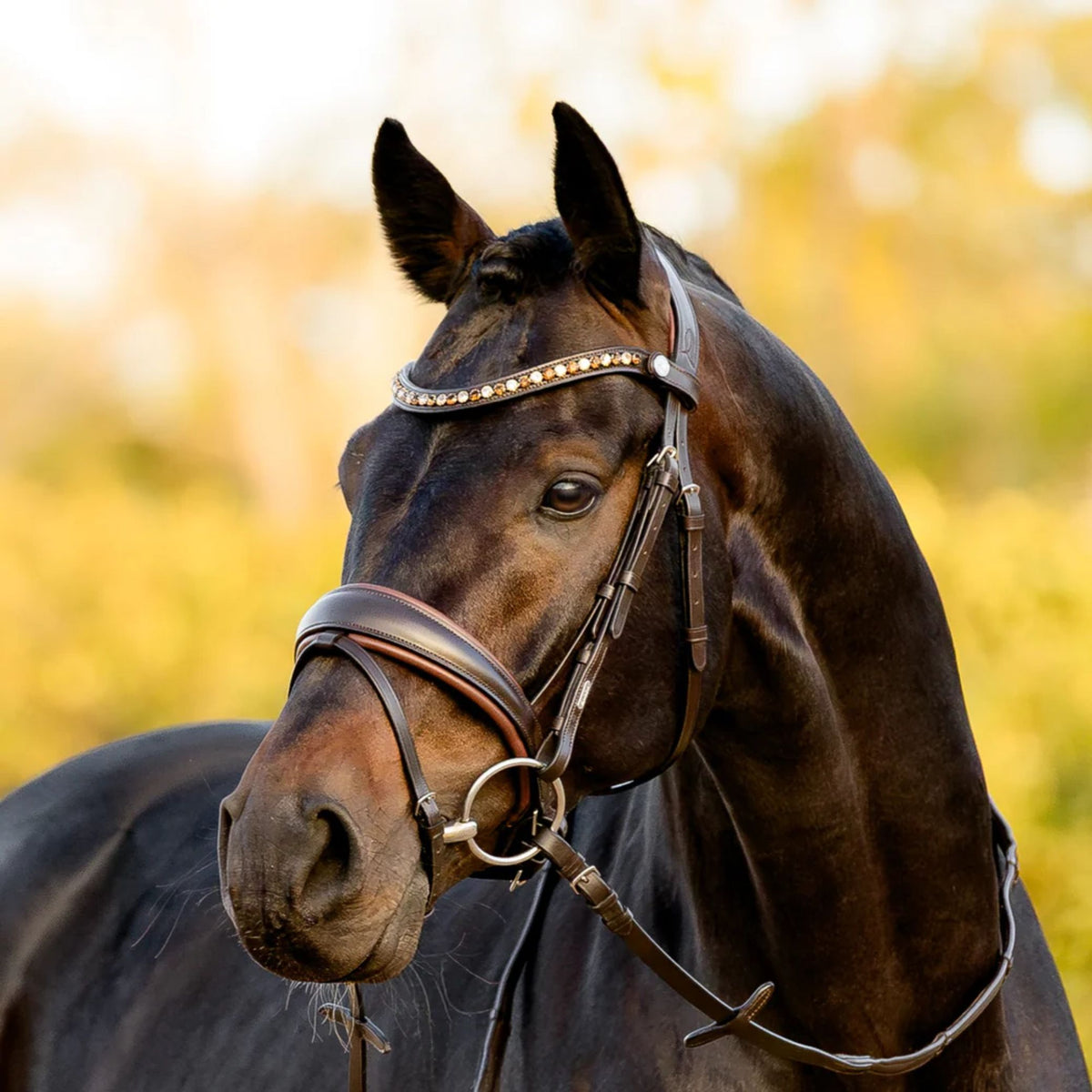Lumiere Pippa Hanoverian Bridle