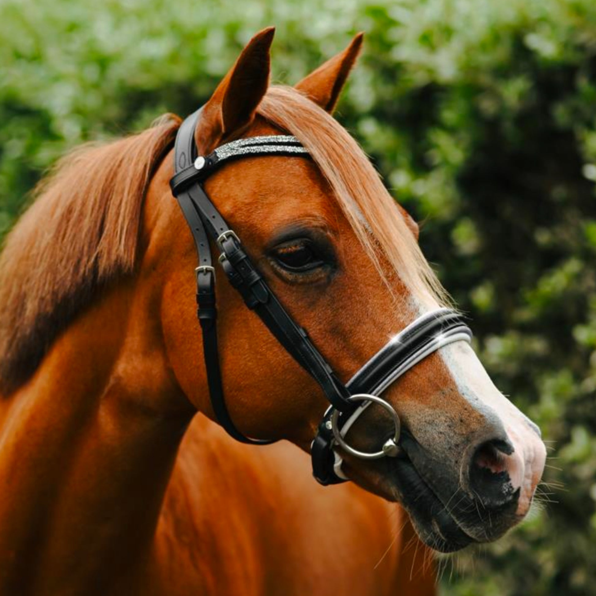 Lumi Pony Princess Bridle - EQ Saddlery