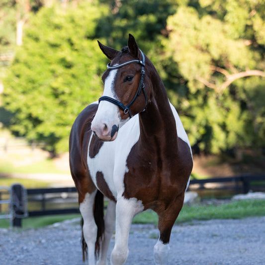 Lumiere Santiago Bitless Bridle
