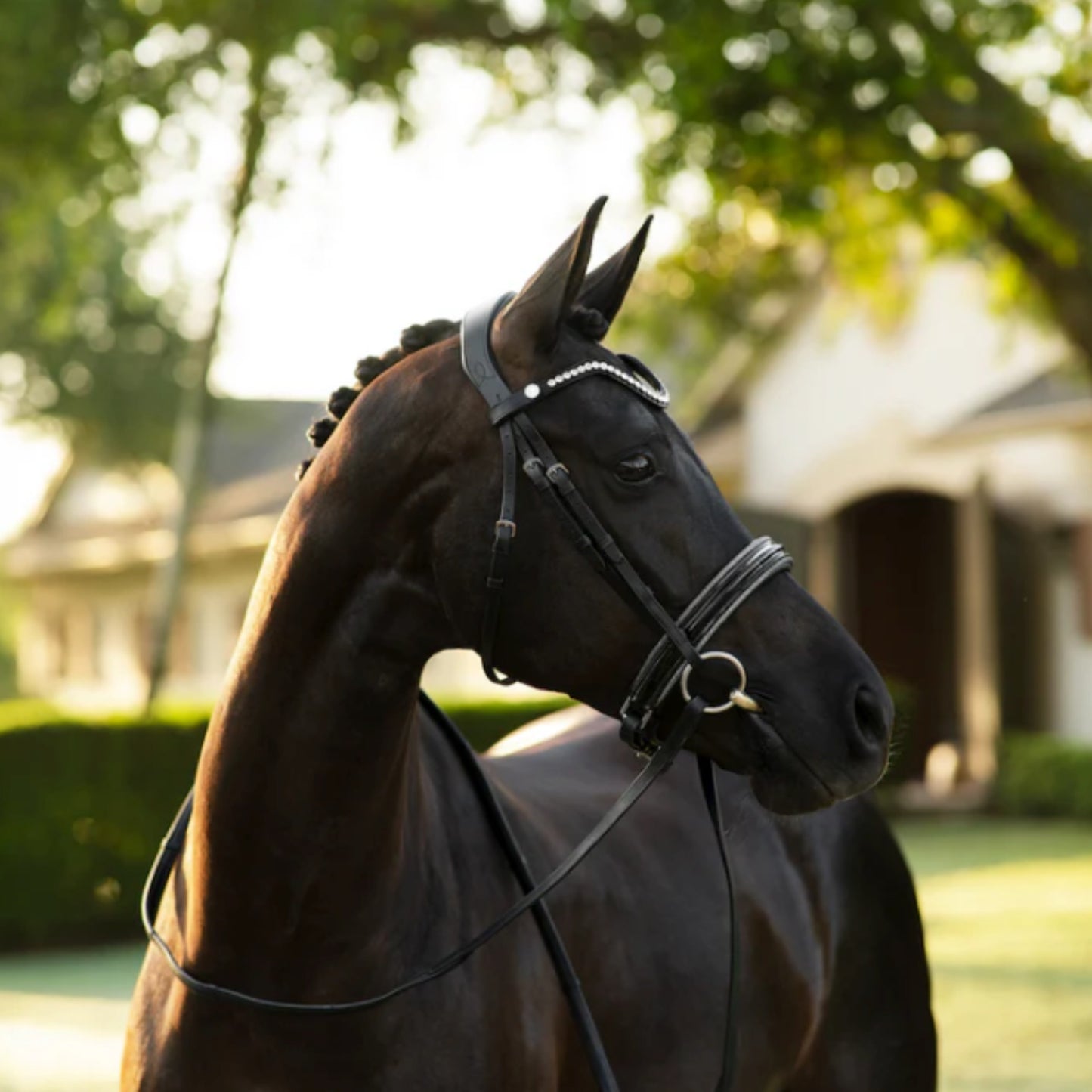 Lumiere Saphira Cavesson Bridle - EQ Saddlery