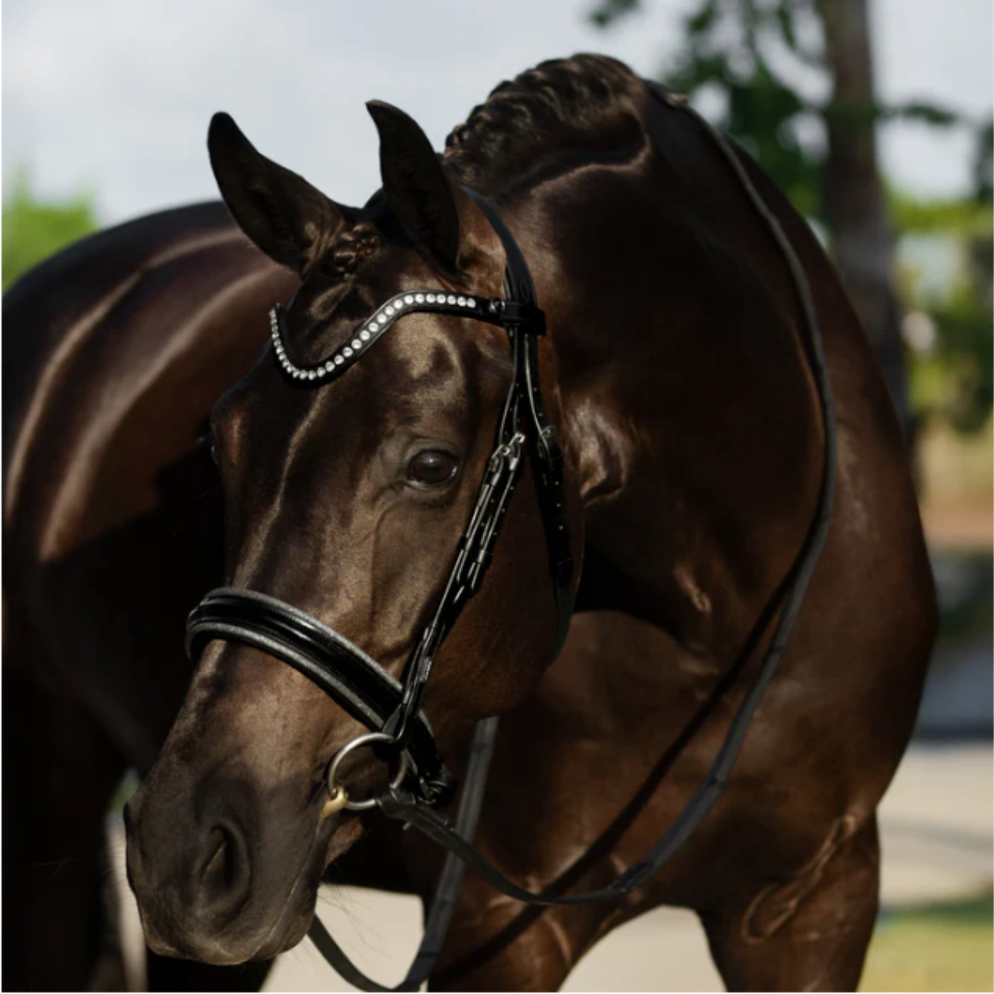 Lumiere Saphira Cavesson Bridle - EQ Saddlery
